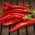 Pepper "Cyclone" - fierbinte - 90 de semințe - Capsicum L.