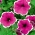 피튜니아 가든 "Illusion (Illusion)"- 핑크색 - Petunia hyb. multiflora nana - 씨앗