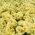 Petúnia - Cascada - amarelo - 160 sementes - Petunia x hybrida pendula