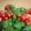 Tomat "Balkoni Red F1" - pentru cultivarea balconului - Lycopersicon esculentum Mill. - semințe