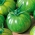 Tomat - Green Zebra - roheline - Lycopersicon esculentum Mill.  - seemned