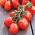 گوجه فرنگی کوتوله "Mieszko" - متوسط دیر، تنوع تولیدی توصیه شده برای کشت محصولات کشاورزی -  Lycopersicon esculentum - Mieszko - دانه