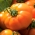 Tomate "Orange Wellington" - Orange Gewächshaustomate