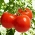 Tomate -  Samurai - Lycopersicon esculentum  - sementes