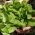 Lettuce Voorburg Wonder Seed Tape - Lactuca sativa