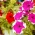 Biji Petunia Mawar-Putih - Petunia x hybrida - 80 biji