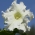 Petunia Supercascade Biji putih - Petunia x hybrida pendula fimbriata - 80 biji - Petunia x hybrida fimbriatta  - benih
