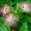 Silkesträd - Albizia julibrissin - frön