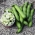 蚕豆Bartek种子 - 蚕豆 - Vicia faba L. - 種子