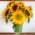 Saulėgrąžų - vidutinio aukščio veislių atranka pjaustytoms gėlėms - 135 sėklos - Helianthus annuus