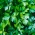 Leafy Parsley Festival 68 เมล็ด - Petroselinum crispum - 3000 เมล็ด