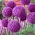 Okrasná cibule "Ambassador" - květinové cibulky velikosti XXL - 
