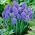 Armeense druif hyacint Blue Spike - grootverpakking - 100 st - 