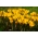 Crocus Golden Yellow - 10 lukovica