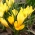 Crocus Golden Yellow - 10 lukovica