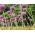Allium giganteum - củ / củ / rễ
