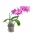 Vaso de orquídea "Amazone" transparente - ø 11 cm - 