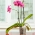 Vaso per orchidee "Amazone" trasparente - ø 21 cm - 