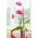 Transparent "Amazone" orkidékruka - ø 15 cm - 
