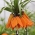 Set 3 - Corona imperiale arancione - 5 pezzi; fritillaria imperiale, corona di Kaiser - 