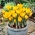 Crocus Golden Yellow - 10 kvetinové cibule