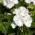 Muskátli - fehér - 10 magok - Pelargonium L'Hér.