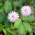 미모사, 민감한 식물 종자 - 미모사 푸디 카 - 34 종 - Mimosa pudica - 씨앗