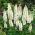 Lupin Noble Maiden sementes - Lupinus polyphyllus - 90 sementes
