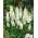 ルパンノーブルメイデンの種子 - ルピナスポリフィルス -  90種子 - Lupinus polyphyllus - シーズ