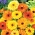 Pot Marigold seeds - Calendula officinalis - 360 seeds