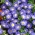 Nolana Blue Birdの種子 -  Nolana grandiflora  -  125種子 - Nolana paradoxa - シーズ