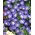 Nolana Blue Birdの種子 -  Nolana grandiflora  -  125種子 - Nolana paradoxa - シーズ