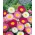 Popierius Daisy Mix sėklos - Helipterum roseum