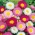 Χαρτί Daisy Mix σπόρων - Helipterum roseum