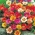 モスローズの混合種 -  Portulaca grandiflora  -  4500種 - Portulaca L. - シーズ