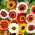 Окрашенные семена Дейзи Триколор Микс - хризантема каринатум - 750 семян - Chrysanthemum carinatum