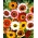 Målade Daisy Tricolor Rainbow Mix frön - Chrysanthemum carinatum - 750 frön