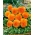 Pansy Оранжеви семена на слънцето - Viola x wittrockiana