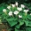 Moonflower, Ängels trumpeter frön - Datura fastuosa - 21 frön