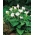 Moonflower, Angel's Trumpets semená - Datura fastuosa - 21 semien