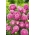 Σπόροι νάνος Aster Milady Rose - Callistephus chinensis - 500 σπόροι