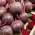 Beetroot "Red Ball" - BURUH TERSEBUT - 500 biji - Beta vulgaris - benih