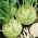 コールラビ、巨大コールラビの種子 -  Brassica oleracea convar。アセファラアレフ。 VAR。 gongylodes  -  520の種 - Brassica oleracea var. Gongylodes L. - シーズ