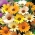 Glandular Cape marigold, Namaqualand daisy, Orange Namaqualand daisy, Dimorphoteca sinuata syn. Dimorphoteca aurantiaca - 450 biji - Dimorphotheca aurantiaca - benih