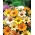 Glandular Cape Marigold, Namaqualand daisy, Orange Namaqualand daisy, Dimorphoteca sinuata syn. Dimorphoteca aurantiaca - 450 frø - Dimorphotheca aurantiaca