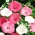 گلدان سالم - انتخاب انواع؛ گل کلم، گل کلم، کلم بروکلی - 150 دانه - Lavatera trimestris