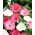 Щорічний мальва - сортова селекція; мальва троянд, королівський мальва, царський мальва - 150 насіння - Lavatera trimestris