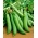 אפונה שדה "טלפון" - 500 גרם זרעים - 2000 זרעים - Pisum sativum