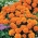 Francoski ognjič "Petite Orange" - 350 semen - Tagetes patula L. - semena