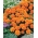 フランスのマリーゴールド「プチオレンジ」 -  350種子 - Tagetes patula L. - シーズ